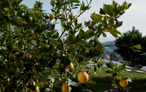 Limoni